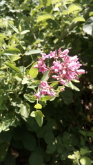 Apocynum venetum