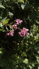 Apocynum venetum