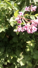 Apocynum venetum