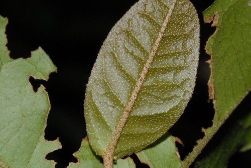 Croton emeliae image