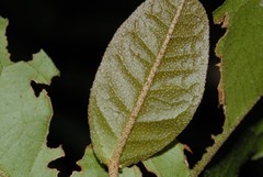 Croton emeliae