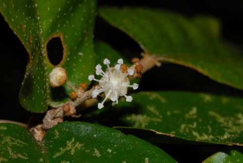 Croton emeliae