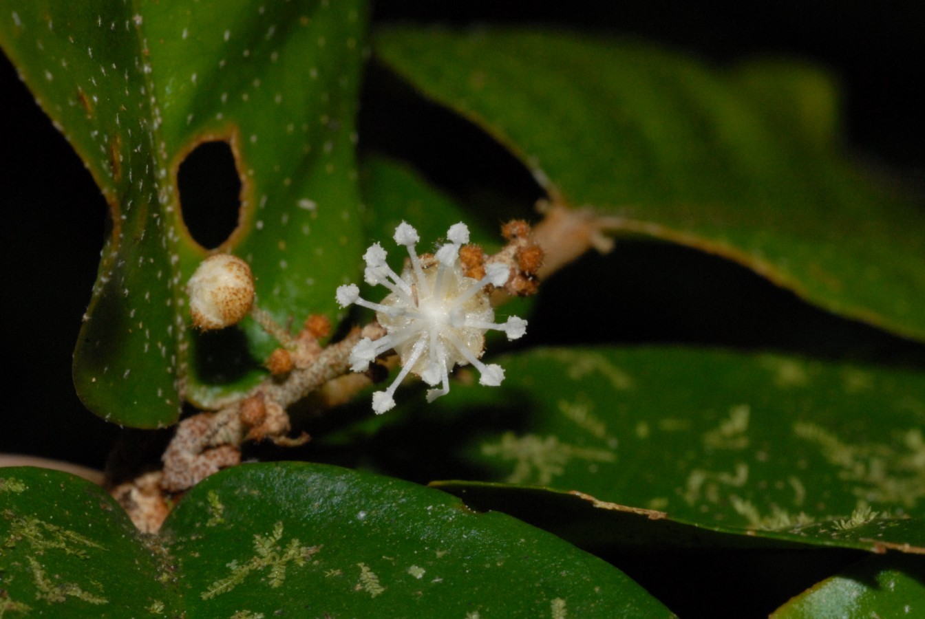Croton emeliae