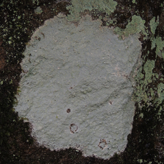 Phlyctis petraea