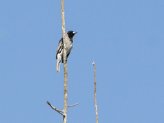Schistochlamys melanopis