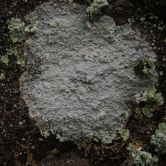 Phlyctis petraea