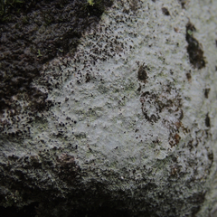 Phlyctis petraea