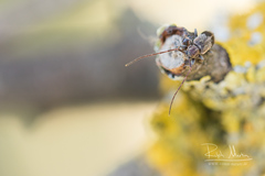 Exocentrus punctipennis