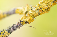 Exocentrus punctipennis