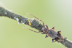 Exocentrus punctipennis