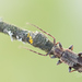 Exocentrus punctipennis - Photo (c) Ralph Martin, algunos derechos reservados (CC BY-NC-ND), subido por Ralph Martin