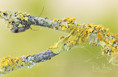 Exocentrus punctipennis