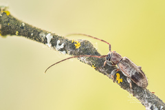Exocentrus punctipennis