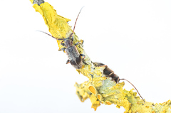 Exocentrus punctipennis