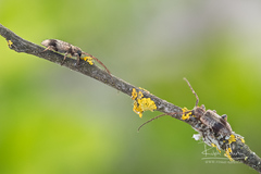 Exocentrus punctipennis