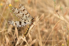 Palpares hispanus