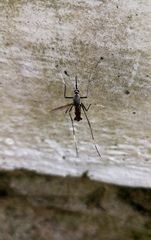 Toxorhynchites splendens