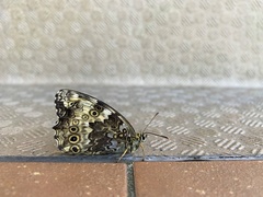 Neope goschkevitschii