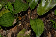 Eulophia petiolata image