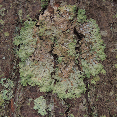 Punctelia missouriensis