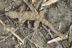 Hemidactylus kushmorensis