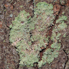 Punctelia missouriensis