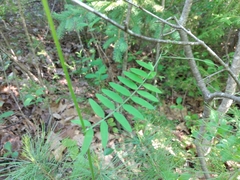 Vicia cracca cracca