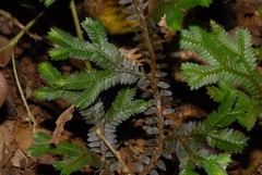 Selaginella fissidentoides image