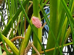Pomacea maculata image