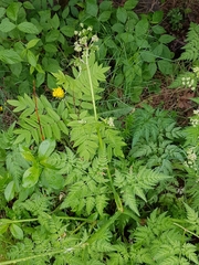 Anthriscus sylvestris