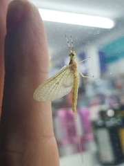 Ephemera glaucops