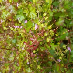 Robertium