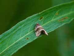 Syricoris lacunana