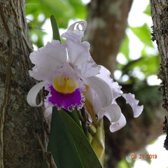 Cattleya trianae