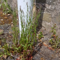 Epilobium tetragonum