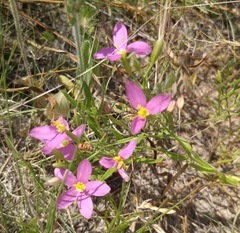 Zeltnera beyrichii
