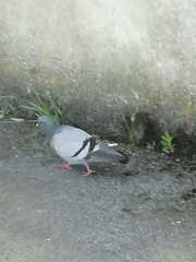 Columba livia domestica