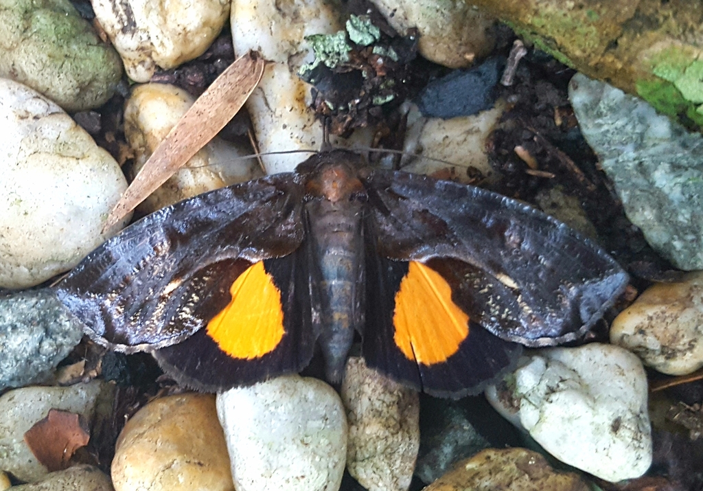Ferenta cacica