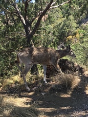 Odocoileus virginianus carminis