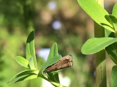 Dichrorampha acuminatana