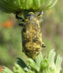 Gasteroclisus