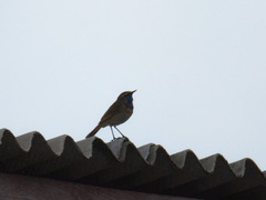 Luscinia svecica svecica