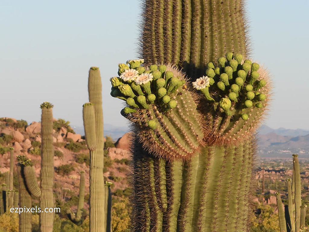 Saguaro o Sahuaro (Carnegiea gigantea) conformaron como un hombre. Cactus  columnar típico del desierto de Sonora, México. Monotípicoc es una especie  de greato Fotografía de stock - Alamy