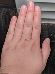 Leucauge venusta