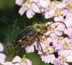 Toxoleptura vexatrix