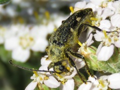 Toxoleptura vexatrix