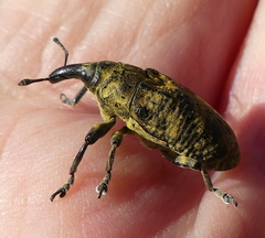 Gasteroclisus