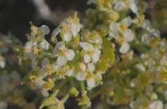 Lepidium fremontii