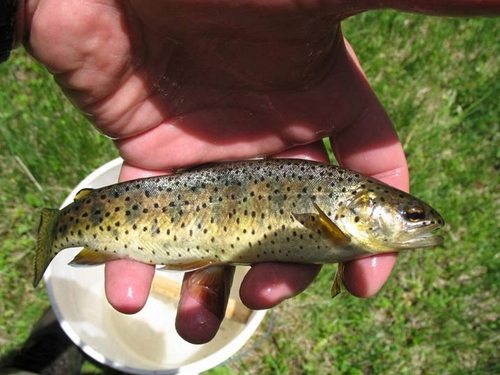 Apache Trout