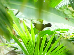 Mitrospingus cassinii